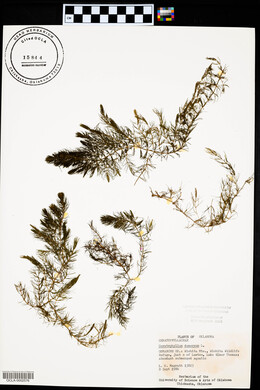 Ceratophyllum demersum image