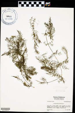 Ceratophyllum demersum image