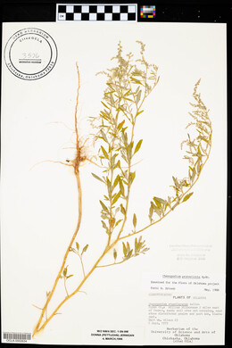 Chenopodium pratericola image