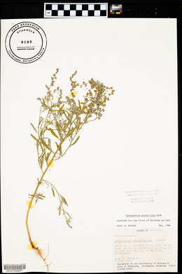 Chenopodium pratericola image