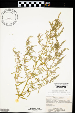 Chenopodium pratericola image