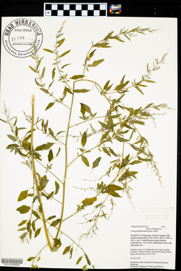 Chenopodium standleyanum image