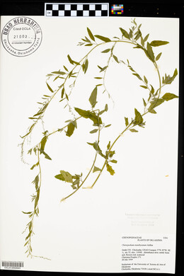 Chenopodium standleyanum image