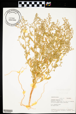 Atriplex argentea image