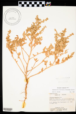 Atriplex argentea image