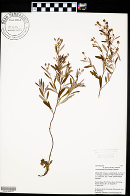 Helianthemum georgianum image