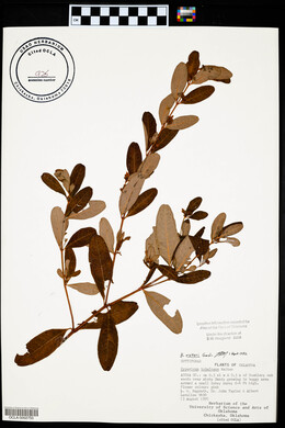 Hypericum walteri image