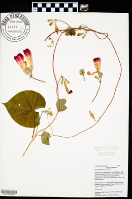 Ipomoea purpurea image