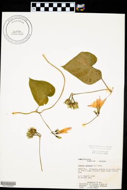 Ipomoea purpurea image