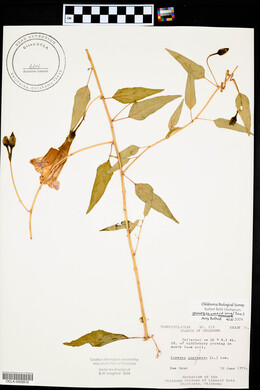 Ipomoea shumardiana image