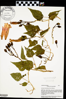 Ipomoea shumardiana image