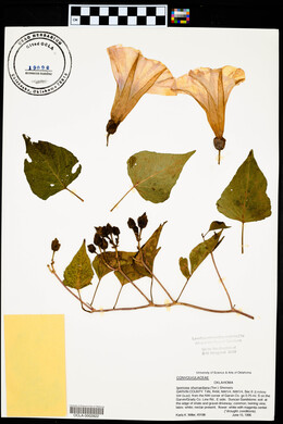 Ipomoea shumardiana image