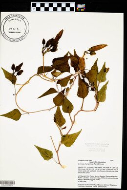 Ipomoea shumardiana image