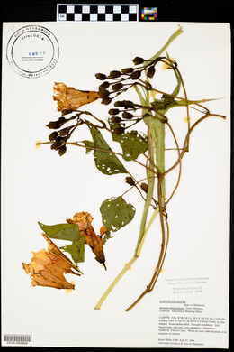 Ipomoea shumardiana image