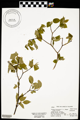 Cornus drummondii image