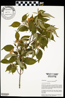 Cornus drummondii image