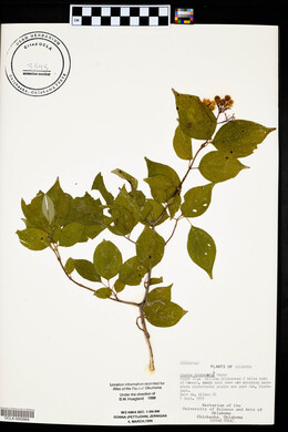 Cornus drummondii image