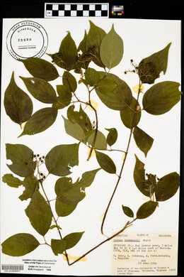 Cornus drummondii image