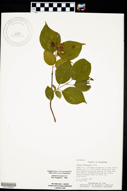 Cornus drummondii image