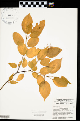 Cornus drummondii image