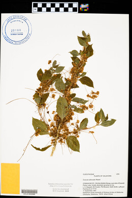 Cuscuta attenuata image