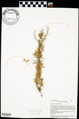 Cuscuta cuspidata image