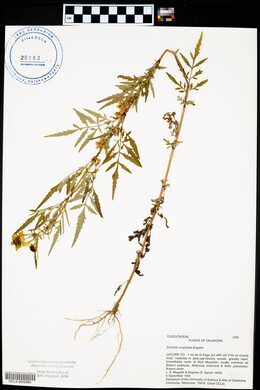 Cuscuta cuspidata image