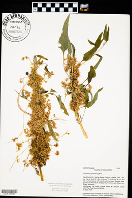 Cuscuta cuspidata image