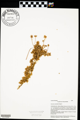 Cuscuta cuspidata image