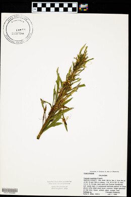 Cuscuta cuspidata image