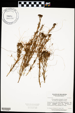 Cuscuta pentagona image