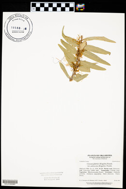 Cuscuta pentagona image