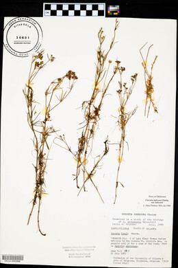 Cuscuta indecora image