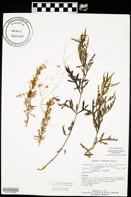 Cuscuta indecora image