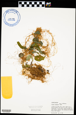 Cuscuta pentagona image