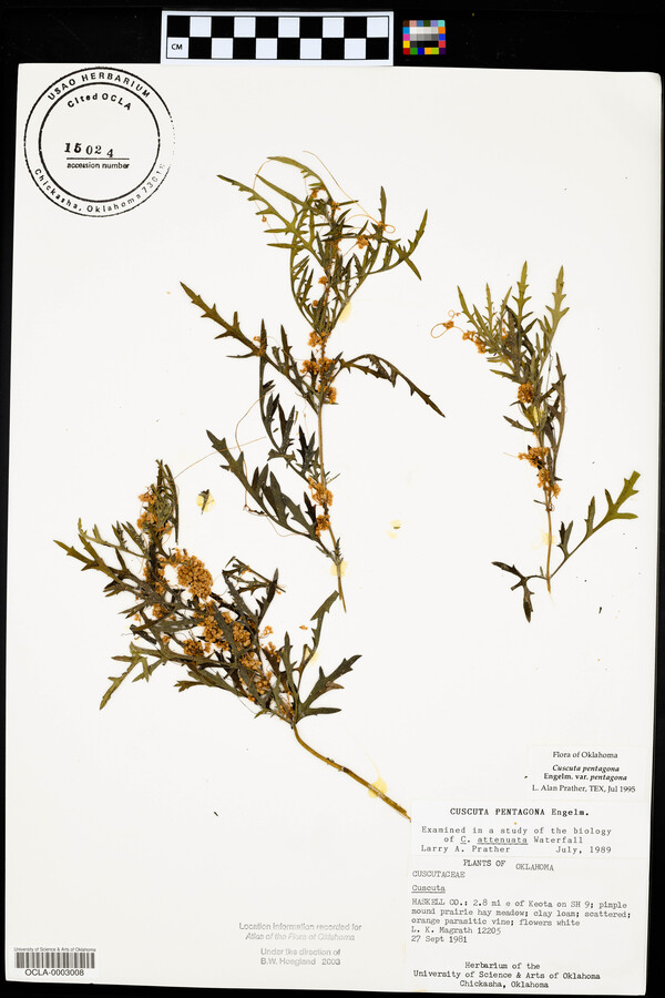 Cuscuta pentagona var. pentagona image