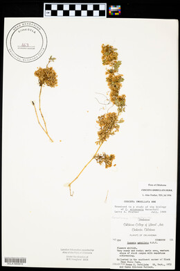 Cuscuta umbellata image