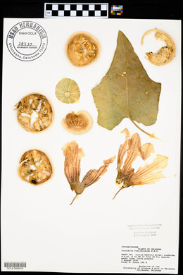 Cucurbita foetidissima image