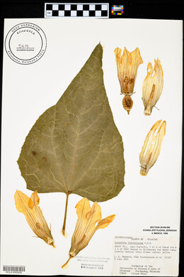 Cucurbita foetidissima image