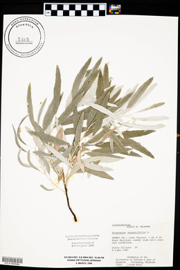 Elaeagnus angustifolia image