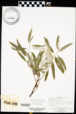 Elaeagnus angustifolia image