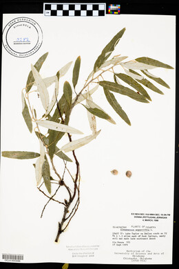 Elaeagnus angustifolia image