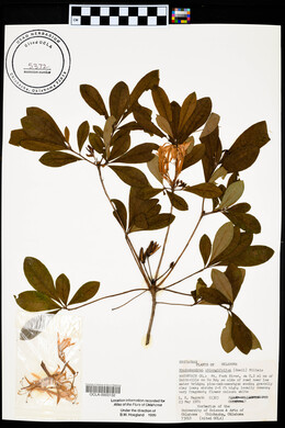 Rhododendron oblongifolium image