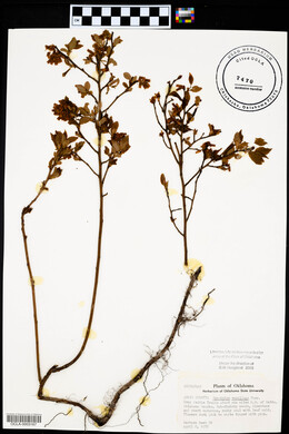 Vaccinium vacillans image