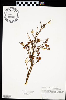 Vaccinium vacillans image