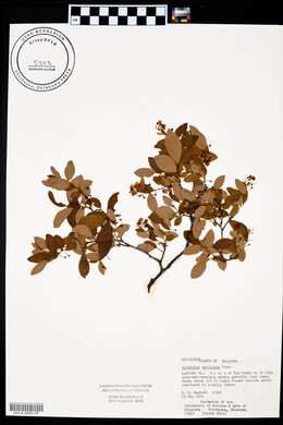 Vaccinium vacillans image