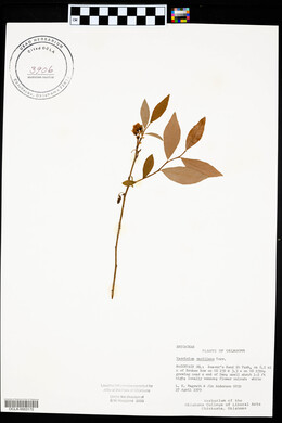 Vaccinium vacillans image