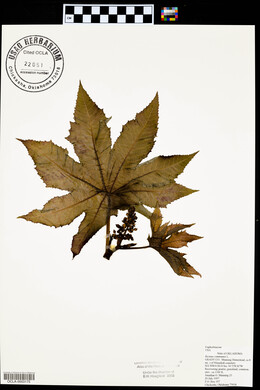 Ricinus communis image