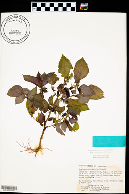 Acalypha ostryifolia image