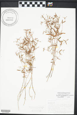 Croton michauxii image